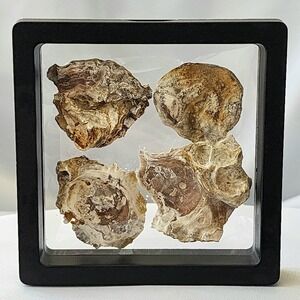 Late Cretaceous Period Extinct Clam Shell Moliks Fossil Display Specimen Rare OG